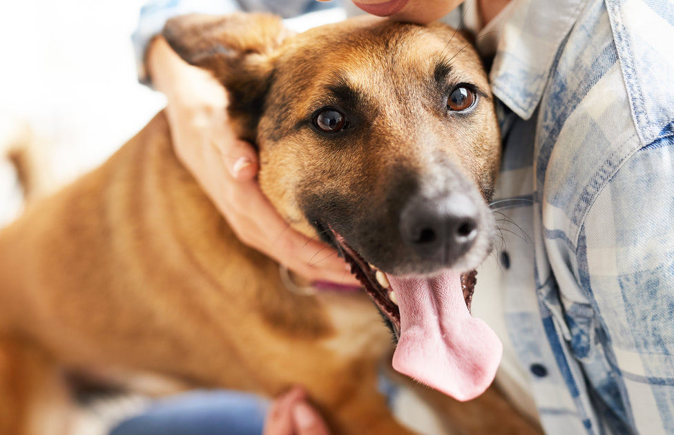 MASAJES PARA PERROS: La guía completa para aprender a hacerlos correct