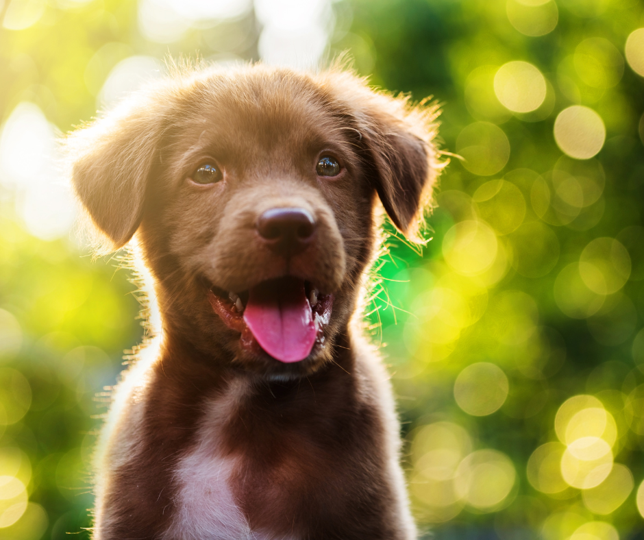 cuál es la mejor comida para cachorros para laboratorios