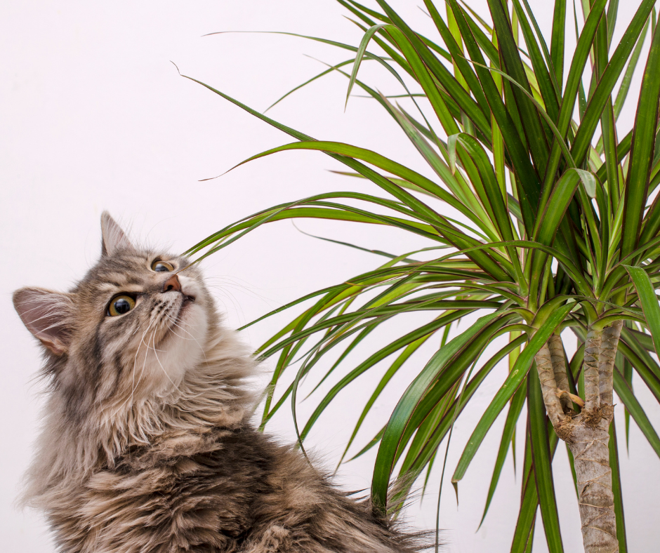 son las plantas de palma de gato venenosas para los perros