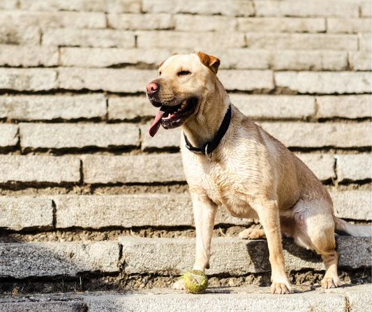 ¿Cómo evitar el golpe de calor en perros durante el verano?