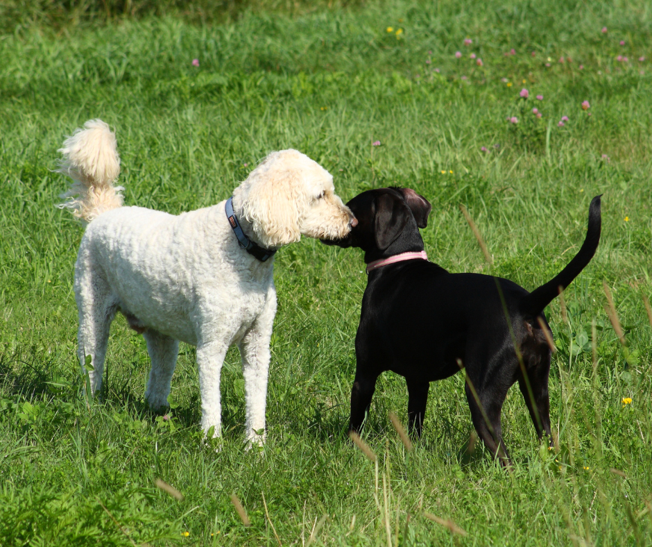 como tratar el rabo feliz en perros