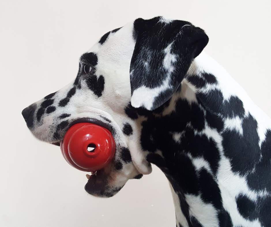 Estos son los mejores juguetes para entretener a tu perro Pancho s Kitchen