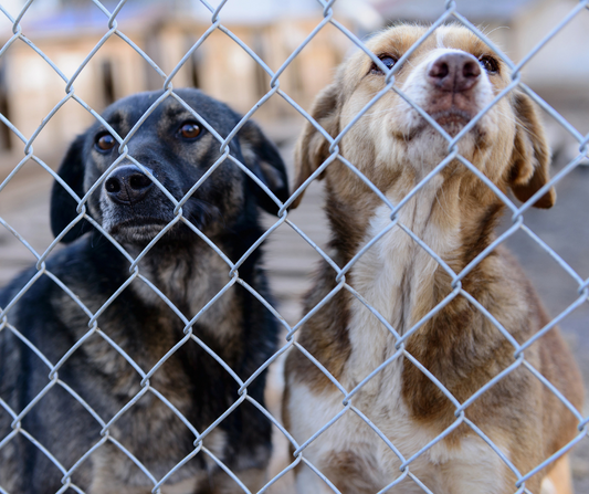 ¿Qué es el cortisol y cómo afecta a los perros que viven en un albergue?