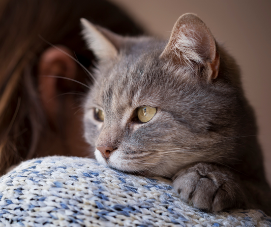 gato recibiendo cariño de su dueña