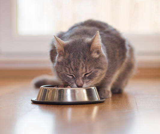 Las mejores proteínas para gatos