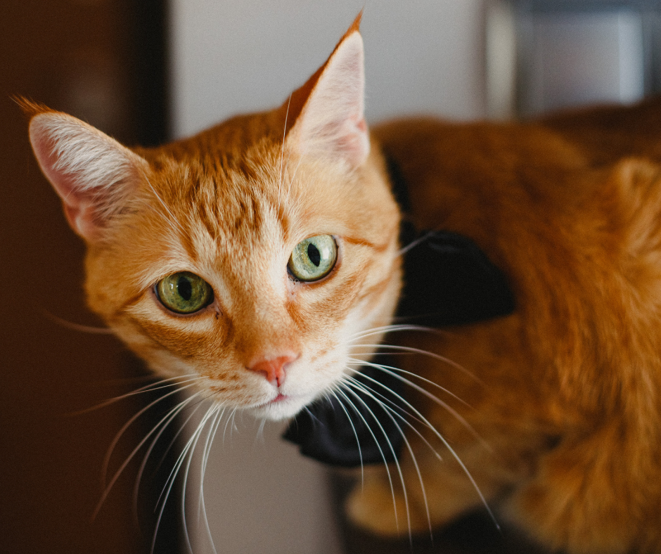 ¿Sabías que un gato puede ser más amable por su color de pelaje?