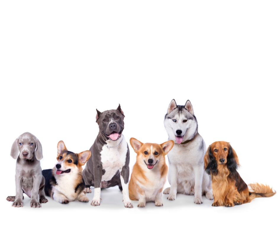 Las razas de perros más populares en Panamá