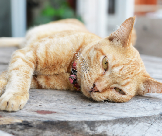 ¿Qué hago si mi gato no quiere comer?