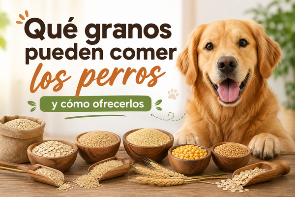 Qué granos pueden comer los perros y cómo ofrecerlos