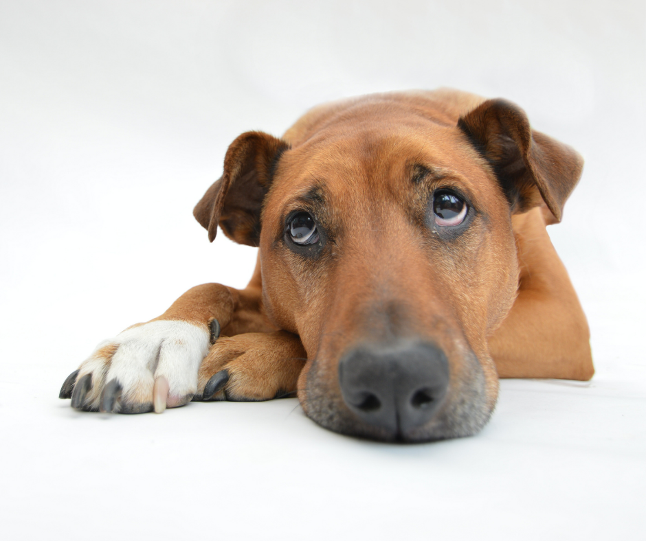 cómo hacer que un perro deje de cavar hoyos