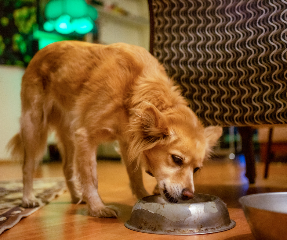 es mejor la carne de res o el pollo para los perros