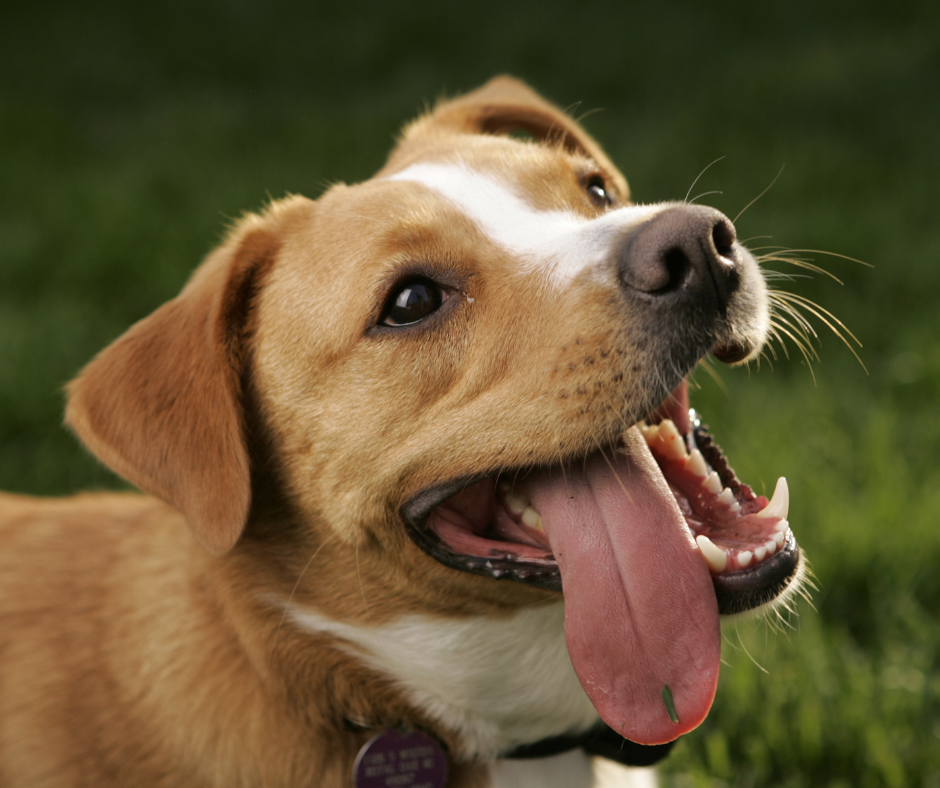 qué razas de perros tienen la lengua morada