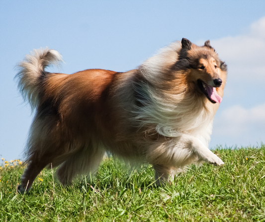 5 reglas de oro para mantener aseado a tu perro