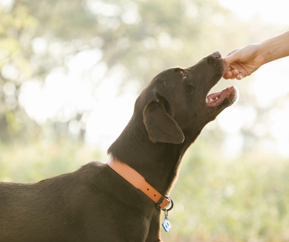 los granos est�n bien para los perros