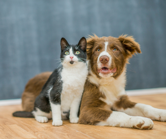 ¿Por qué darle probióticos a tus mascotas? ¡Te contamos la razón!