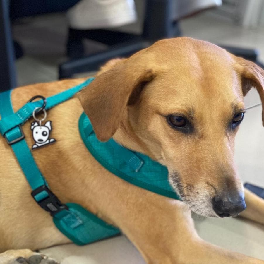 Tags para mascotas