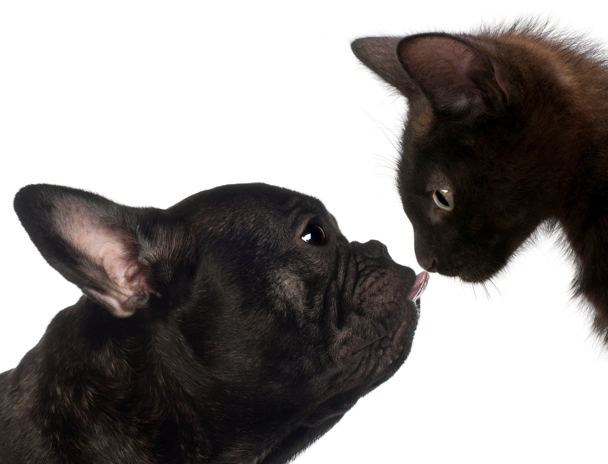 ¿Cómo presentar a un perri-hijo y un gati-hijo correctamente?