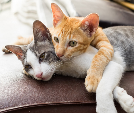 Toxoplasmosis en gatos: ¿Qué es y cómo prevenirlo?
