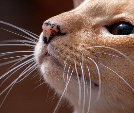 que pasa si corto los bigotes de mi gato