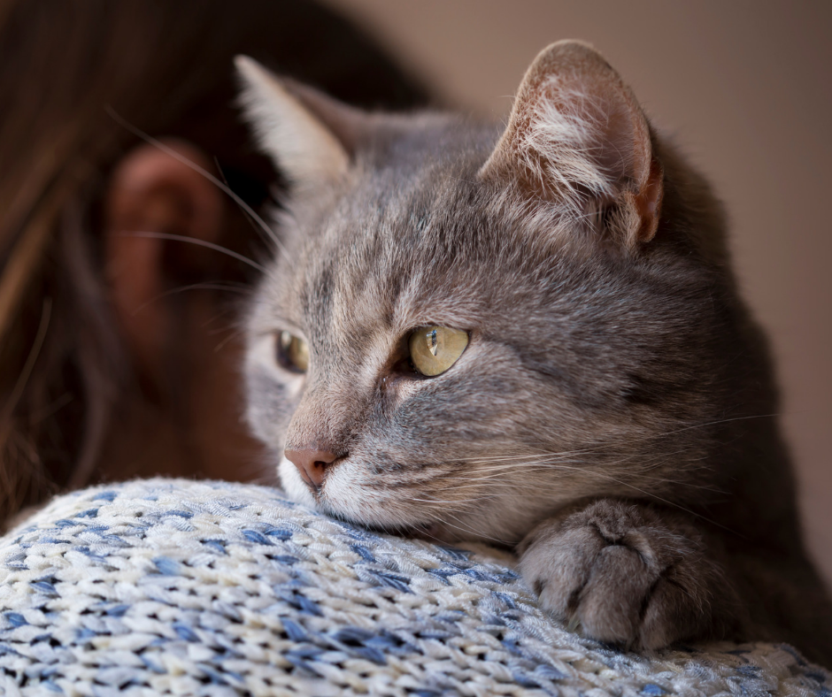 ¿Por qué ronronean los gatos?