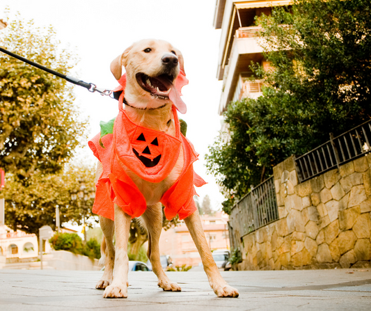 Do it yourself! Las mejores ideas de disfraces para perros en Halloween
