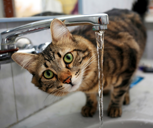 ¿Por qué los gatos no toman agua?