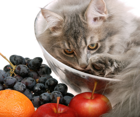 Beneficios y desventajas de darle frutas a tu mascota