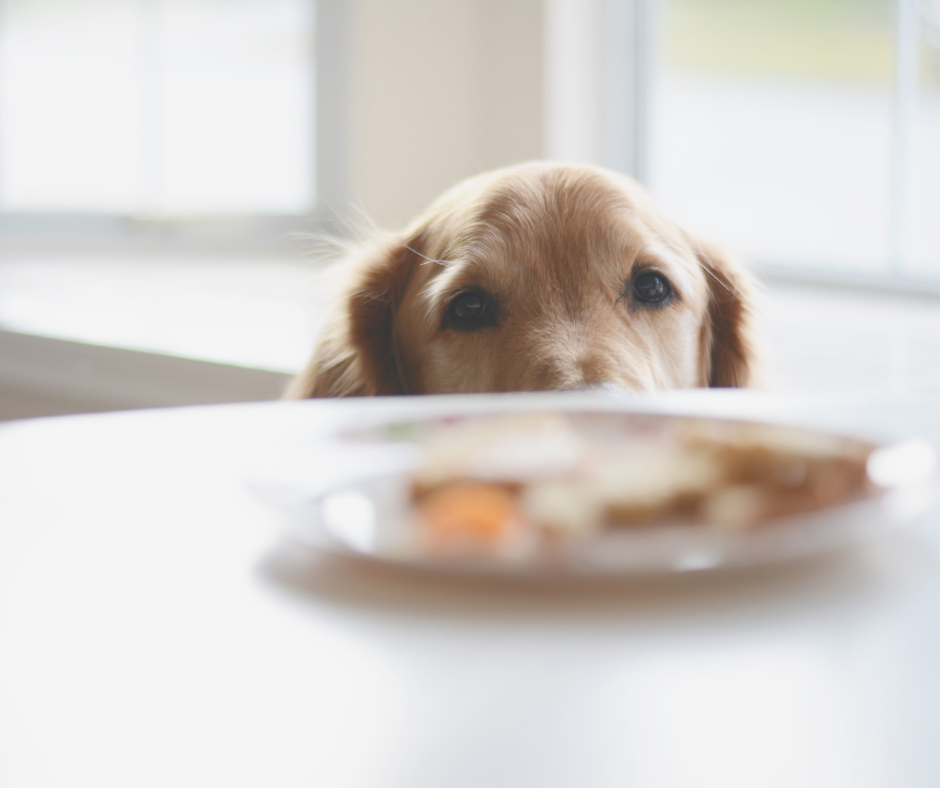 ¿Es buena idea darle sobras de comida a tu perro?