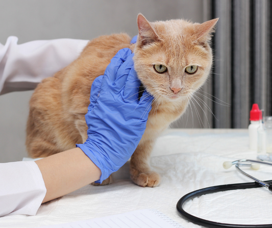 ¿Cómo llevar a un gato al veterinario sin morir en el intento?