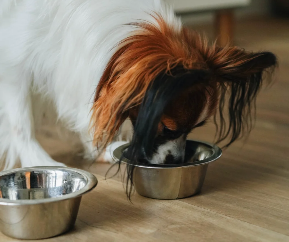 ¿Le das comida enlatada a tu mascota? ¡Este blog es para ti!