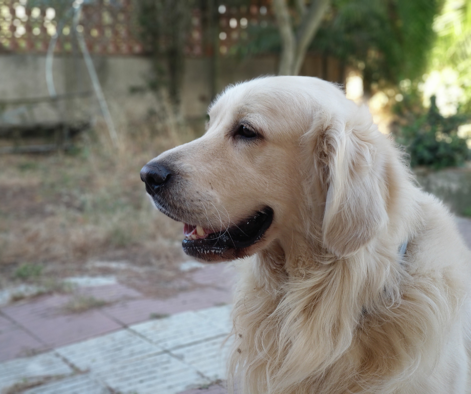10 Señales de cáncer en tu mascota