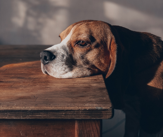 Depresión en perros: ¿mito o realidad?