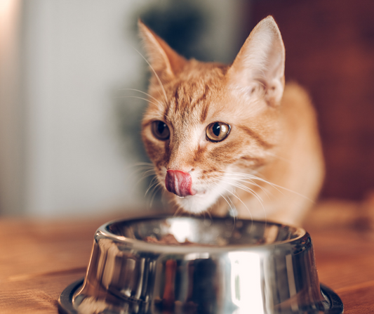 ¿Los gatos pueden comer pollo? ¡La respuesta te sorprenderá!