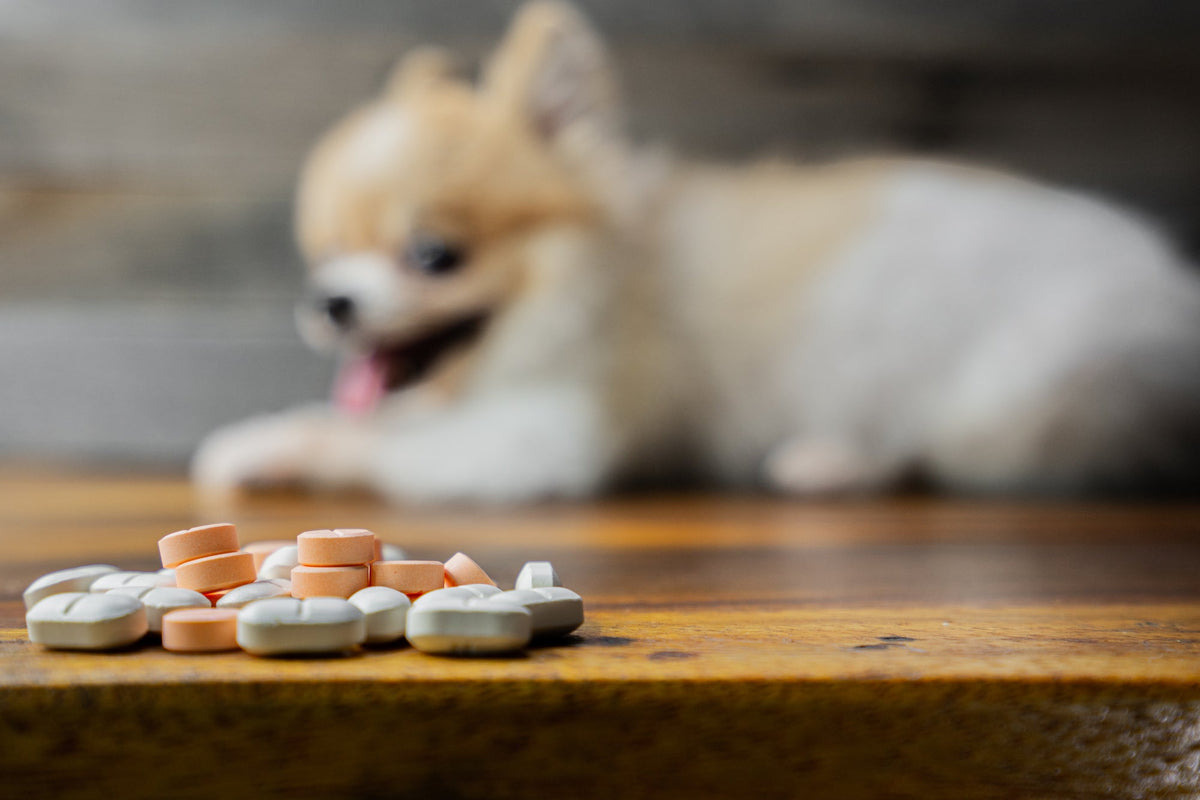 MEDICAMENTOS PELIGROSOS PARA TUS MASCOTAS