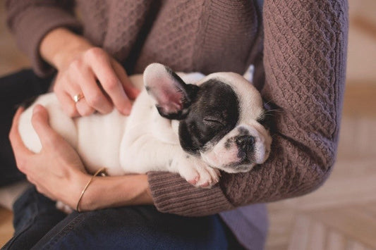 Guía completa para consentir a tu mascota de forma saludable.