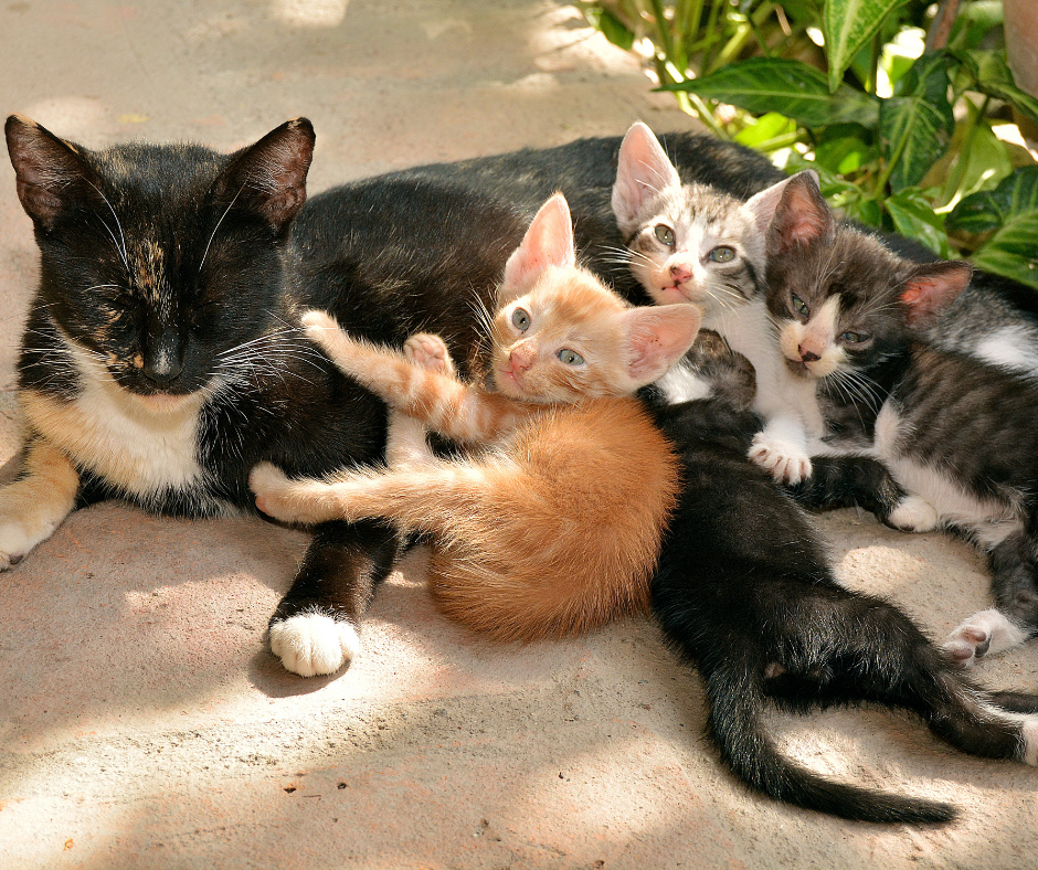 Significado del color de tu gato
