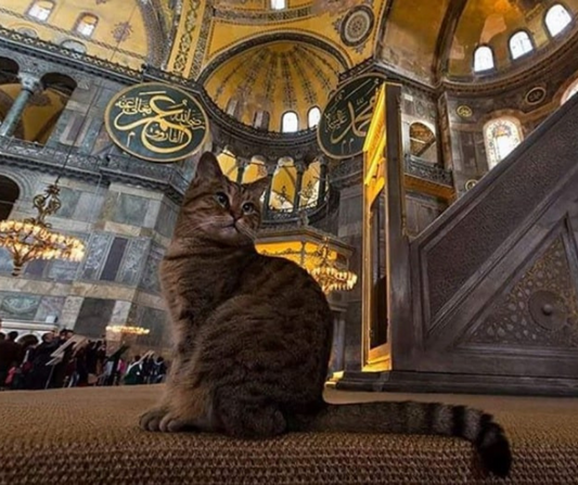 Estambul: la maravillosa ciudad de los gatos