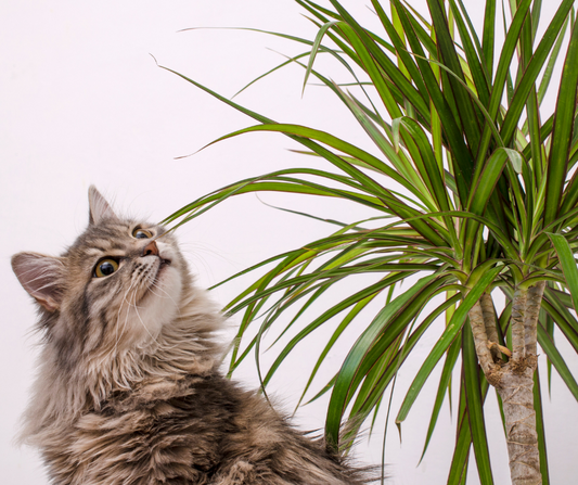 plantas tóxicas para mascotas