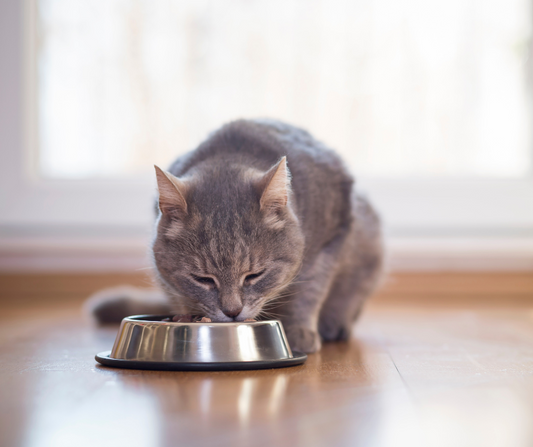 comida para gatos