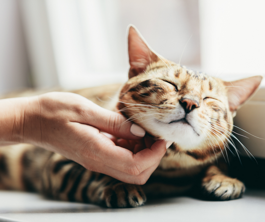 Beneficios de la esterilización en gatos