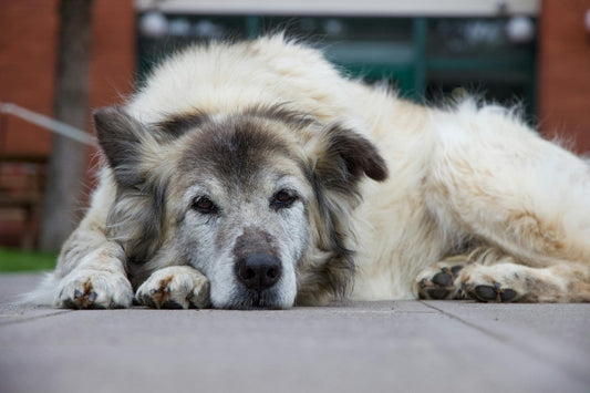 Alimentación para perros senior