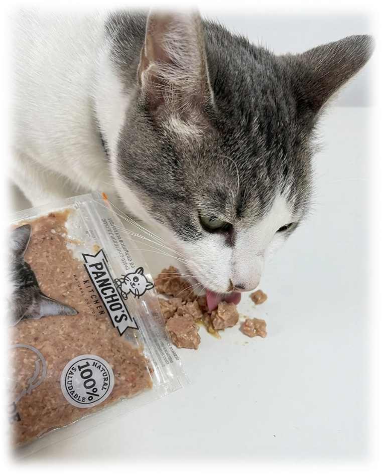 Proteína animal para gatos