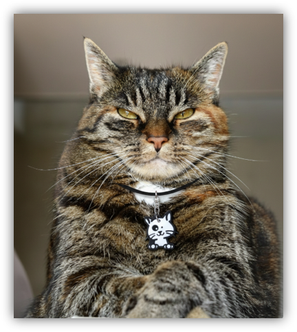 Señales para cambiar el alimento de tu gato.