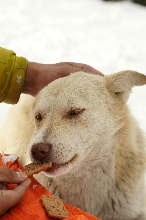 Snacks para entrenar perros: cómo usarlos correctamente y mejorar el aprendizaje.
