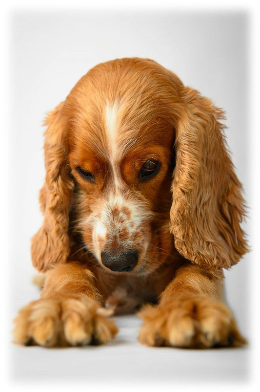 ¿Cuántos premios puede comer un perro? Cantidad recomendada y cómo darlos sin afectar su salud.