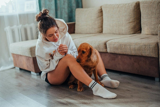 Ingredientes peligrosos en comida para perros: qué evitar para proteger su salud.