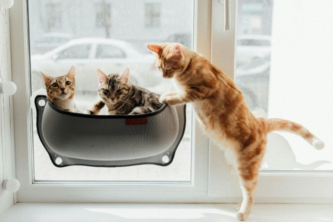 Alergias alimentarias en perros y gatos: síntomas, causas y cómo elegir una dieta segura.