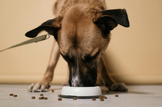 Suplementos nutricionales para perros.