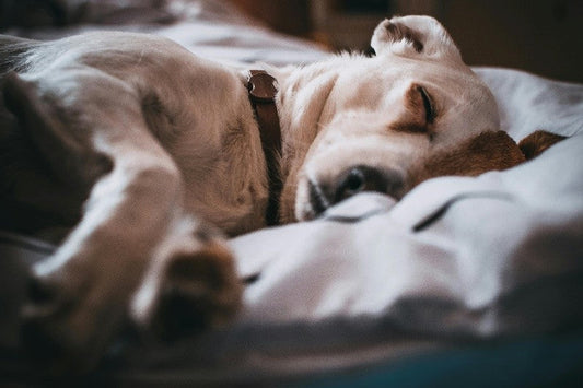 Cómo reducir la ansiedad en perros.