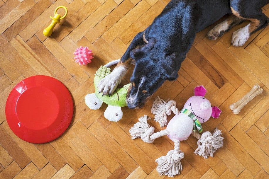 Juguetes interactivos para perros: estimulación mental, reducción de ansiedad y bienestar canino.